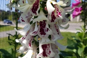 Digitalis 'Pam's Split' 